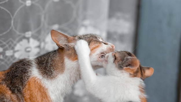 Mãe gato está brincando com seu filho lambe o gatinho com a língua