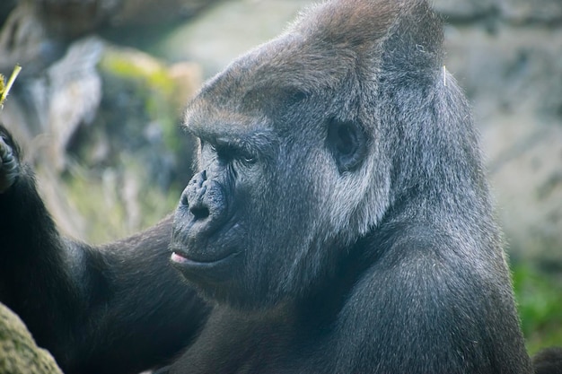 Mãe, gorila enorme e poderoso, ambiente natural, gorila enorme comendo plantas silenciosamente