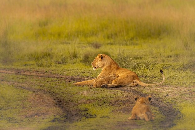 Mãe leão e um bebê leão brincando em um campo