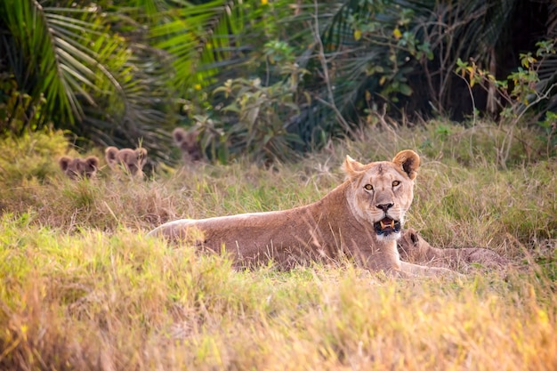 Mãe leoa fêmea com pequenos leões no Parque Nacional Masai Mara.