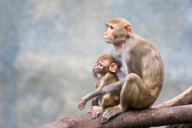 Mãe macaco e bebê macaco sentado em um galho de árvore.