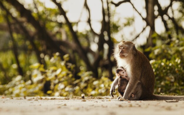 Mãe-macaco e seu bebê na natureza, macaca fascicularis (comedores de caranguejo ou macaco de cauda longa).