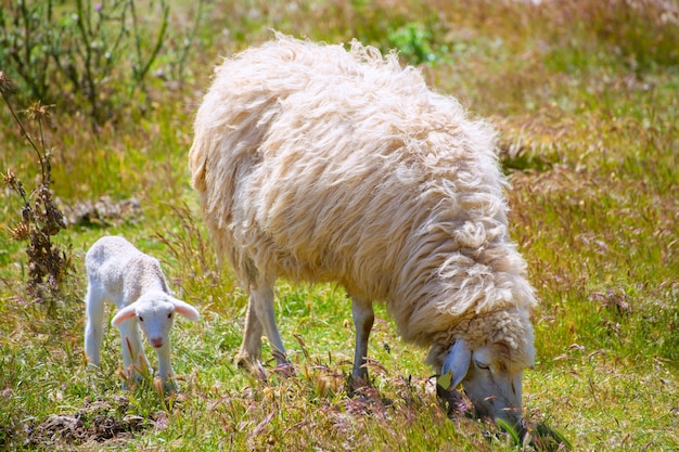 Mãe ovelha e bebê cordeiro pastando em um campo