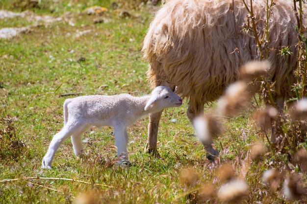 Mãe ovelha e bebê cordeiro pastando em um campo