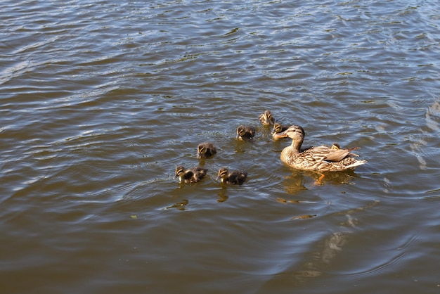 Mãe pato com seus lindos patinhos fofos nadando juntos em um lago Animais selvagens em uma lagoa