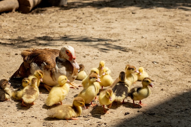 Mãe pato com seus patinhos. Muitos patinhos seguem a mãe.