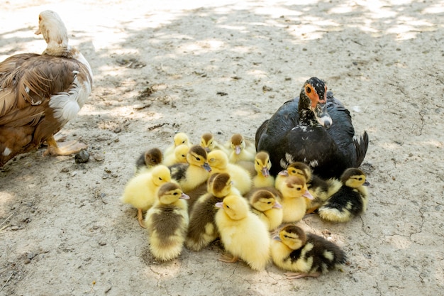 Mãe pato com seus patinhos