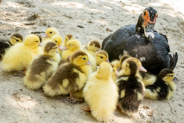 Mãe pato com seus patinhos