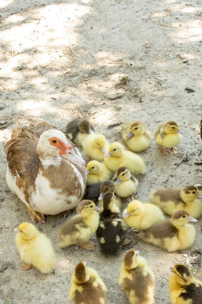 Mãe pato com seus patinhos