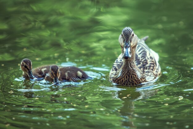 Mãe-pato e patinhos flutuando no lago