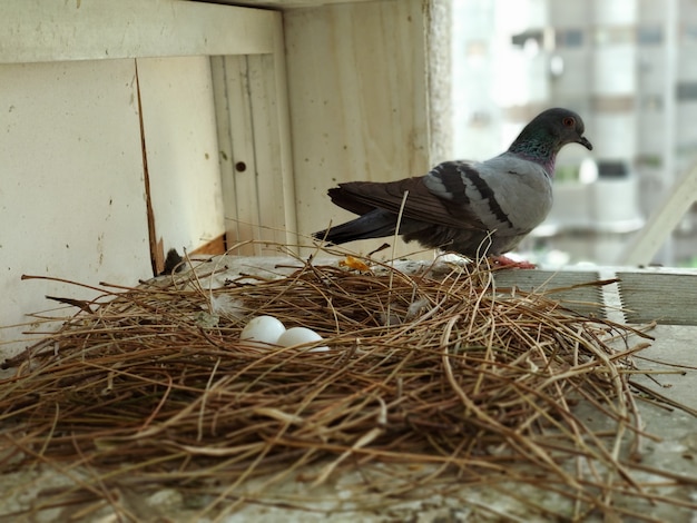 Foto mãe pombo esperando por sua descendência