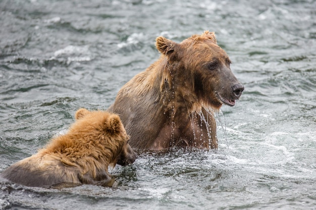 Mãe urso pardo com filhote no rio. EUA. Alasca. Parque Nacional de Katmai.