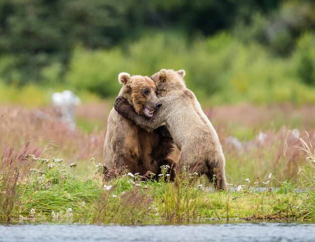 Mãe urso pardo com um filhote brincando na margem do lago