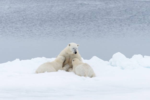 Foto mãe urso polar alimentando seus filhotes no gelo