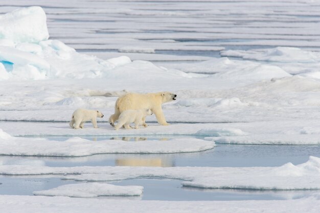 Mãe urso polar (Ursus maritimus) e filhotes gêmeos no gelo, ao norte de Svalbard Ártico da Noruega