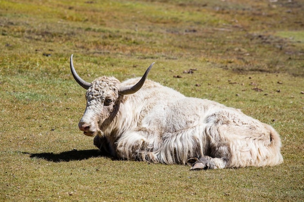 Foto mächtiger yak auf dem berg im annapurna-kreis im himalaya nepal