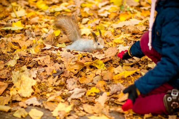 Mädchen, das Eichhörnchen im Herbstpark füttert. Kleines Mädchen im blauen Trenchcoat, das wildes Tier im Herbstwald mit goldenen Eichen- und Ahornblättern beobachtet