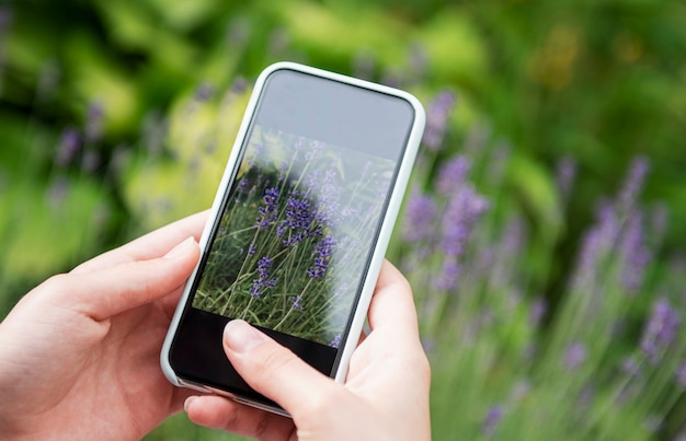 Mädchen, das Fotos von Lavendelblüten auf dem Smartphone macht