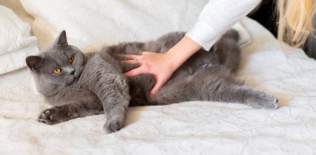 Mädchen, das liegende graue Katze mit orange Augen Nahaufnahme streichelt. Britische blaue Kurzhaarkatze. Selektiver Fokus.