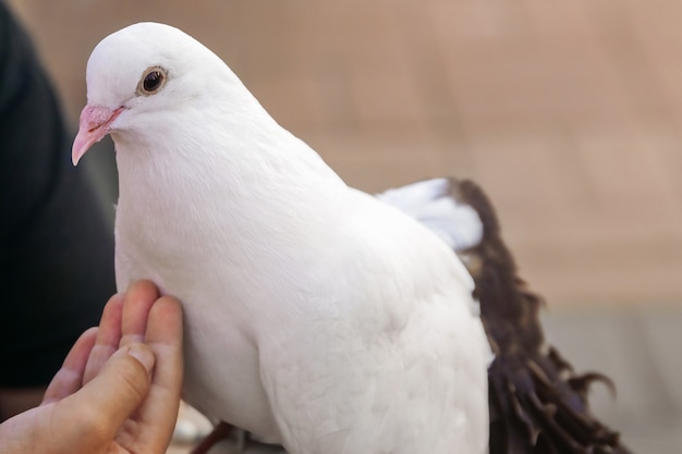 Mädchen füttert schneeweiße Taube mit ihrer Handnahaufnahme