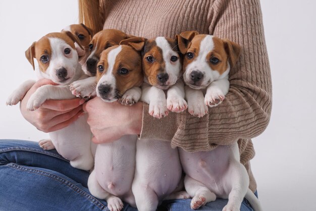 Mädchen füttert Welpen Jack Russell Terrier Tierpflege