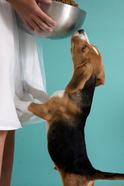 Mädchen gibt einem Beagle-Welpen einen riesigen Stahlbecher voller Hundefutter Vertikales Foto eines sehr hungrigen Hundes auf einem blaugrünen Hintergrund