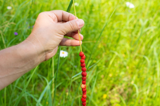 Mädchen hält einen Grashalm mit Wilderdbeere aufgespießt