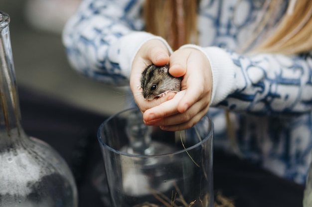 Mädchen hält Hamster in ihren Händen, Kinderhände mit einem Hamster, Nahaufnahme, hochwertiges Foto