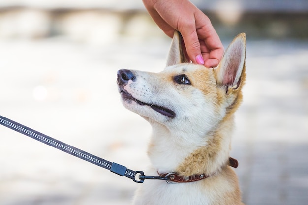 Mädchen hält Hund an der Leine und streichelt seinen