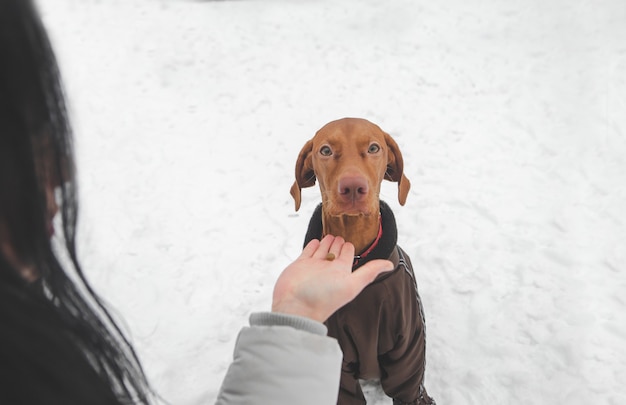 Mädchen hält Hundefutter in der Hand und füttert einen Hund auf der Straße im Winter