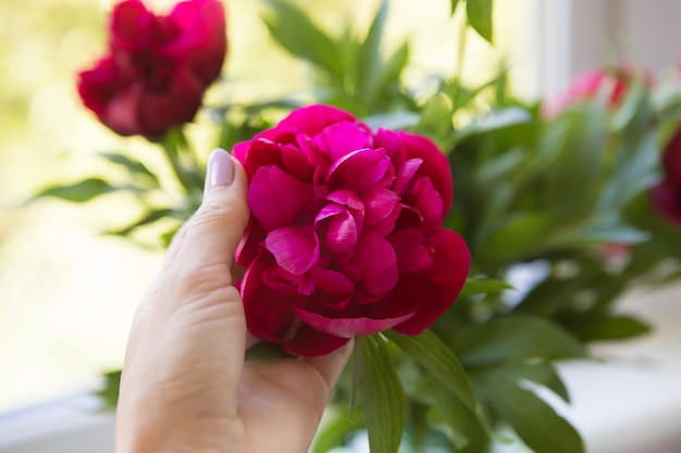 Mädchen hält ihre Hand eine schöne Knospe rosa Pfingstrosen