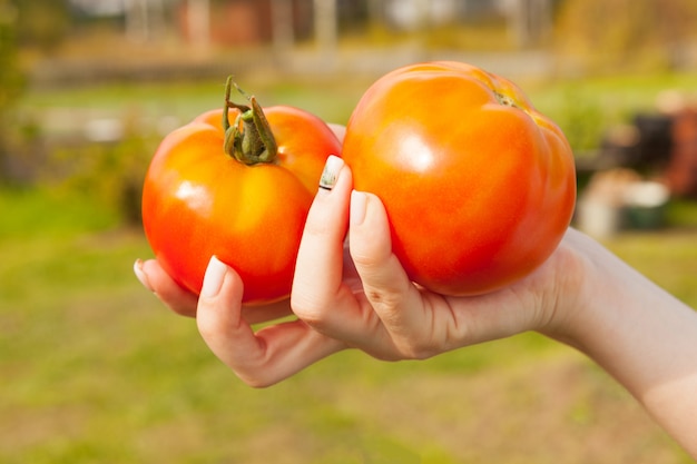 Mädchen hält zwei saftige rote tomaten in der hand, nahaufnahme