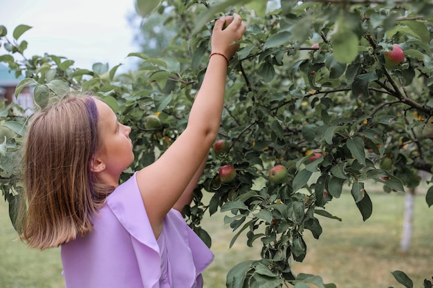 Mädchen mit Apple im Apfelgarten. Schönes Mädchen, das Bio-Apfel im Obstgarten isst. Erntekonzept. Garten, Kleinkind, das Früchte bei der Herbsternte isst.