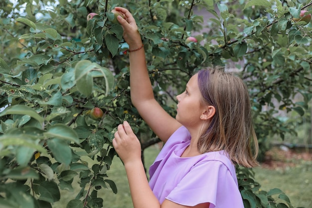 Mädchen mit Apple im Apfelgarten. Schönes Mädchen, das Bio-Apfel im Obstgarten isst. Erntekonzept. Garten, Kleinkind, das Früchte bei der Herbsternte isst.