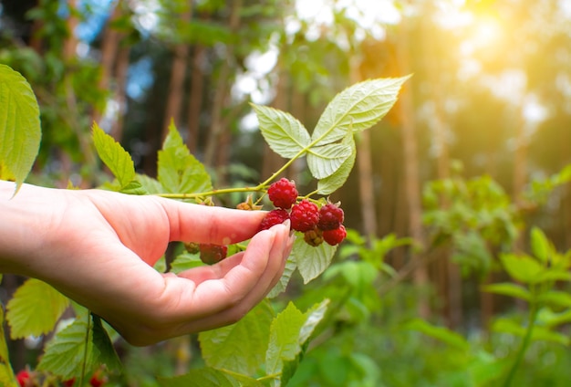 Mädchen mit frischer roter HimbeerexABerry, die im Wald wächst Grüne Blätter von Pflanzen Entspannungs- und Reise-Fernweh-Konzept