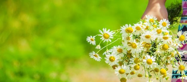 Mädchen mit Kamille. Foto. Naturblumen.