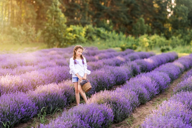 Mädchen mit Korb in der Hand sammelt Lavendel Felder mit lila Blüten werden von der Abendsonne überflutet