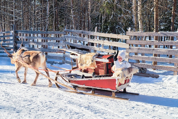 Mädchen reiten Rentierschlitten im Winter Rovaniemi, Lappland, Finnland