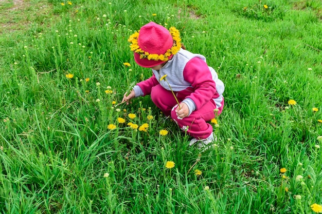 Mädchen sammelt gelbe Löwenzahn auf einer grünen Wiese