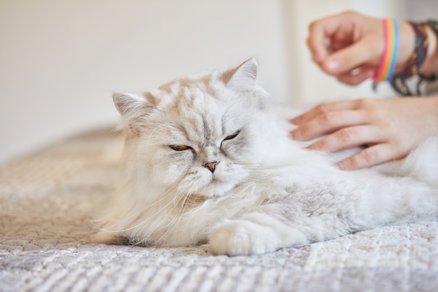 Mädchen streichelt britische langhaarige weiße Katze zu Hause