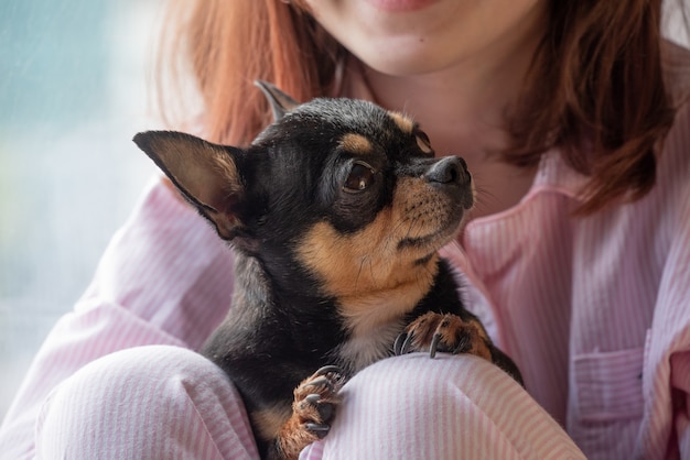 Mädchen und Hund. Mädchen mit ihrem Haustier in ihren Armen. Chihuahua in schwarz braun weißer Farbe.