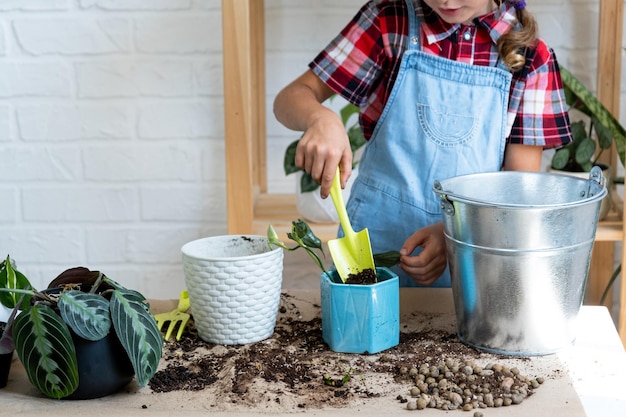 Mädchen verpflanzt eine eingetopfte Zimmerpflanze Philodendron in einen neuen Boden mit Drainage