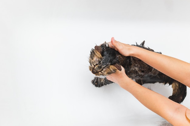 Mädchen wäscht eine flauschige Katze in einem weißen Bad