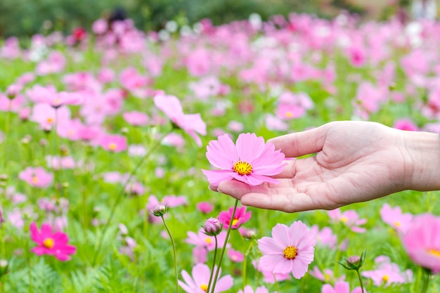 Mädchenhand berührt Kosmosblume im Park