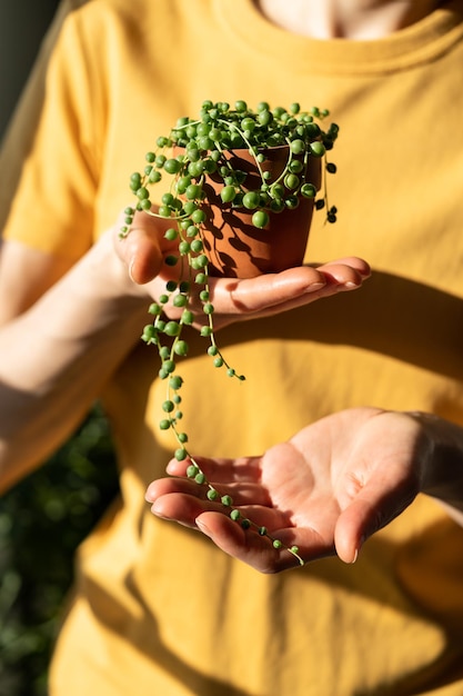 Mädchenhand, die einen kleinen Terrakotta-Topf mit Senecio Rowleyanus hält, der allgemein als Perlenkette bekannt ist