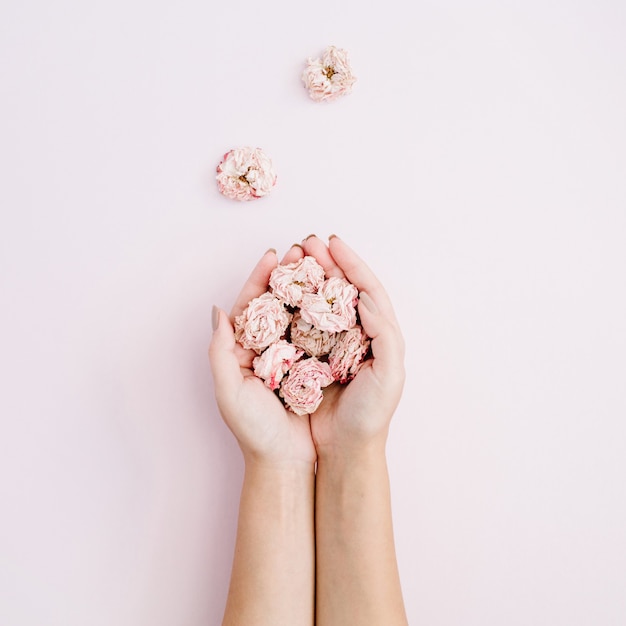 Mädchenhand, die rosa trockene Rosenknospen auf Rosa hält