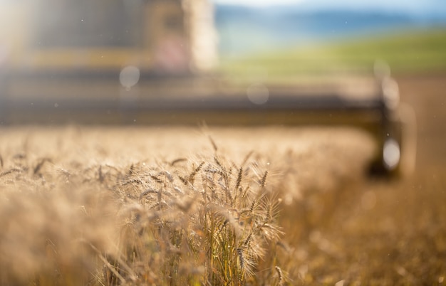 Foto mähdrescher bei der arbeit am weizenfeld.