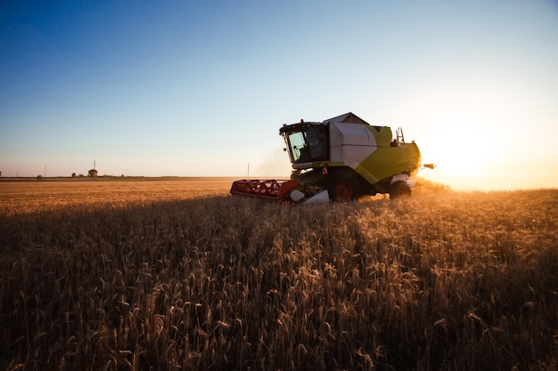 Mähdrescher bei Goldlicht auf landwirtschaftlichen Feldern mit Weizen