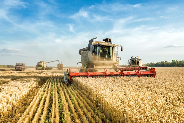 Mähdrescher, der reifen goldenen Weizen auf dem Feld erntet