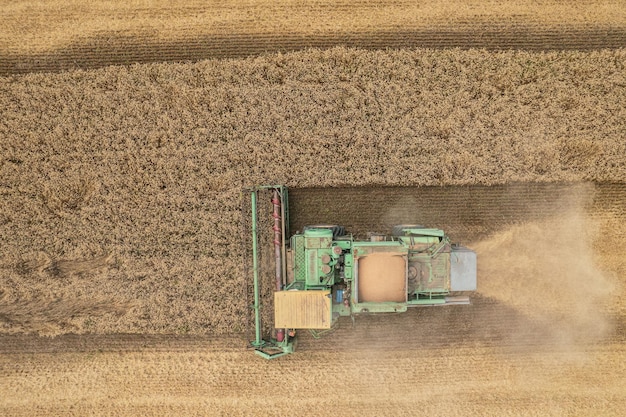 Mähdrescher ernten Luftaufnahme einer landwirtschaftlichen Maschine, die goldenen reifen Weizen in einen LKW sammelt